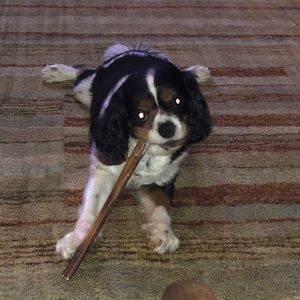 Meet your Posher, Spencer